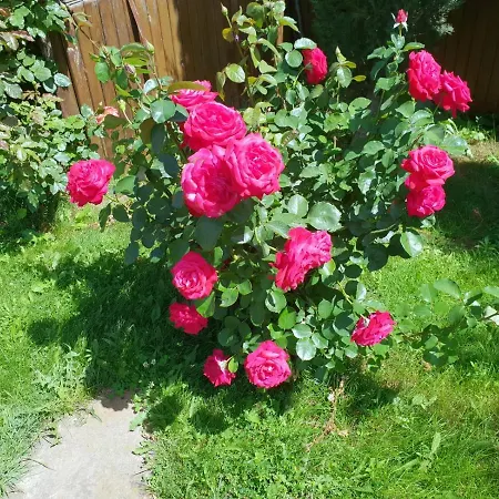 Family Yalta влас Θέρετρο